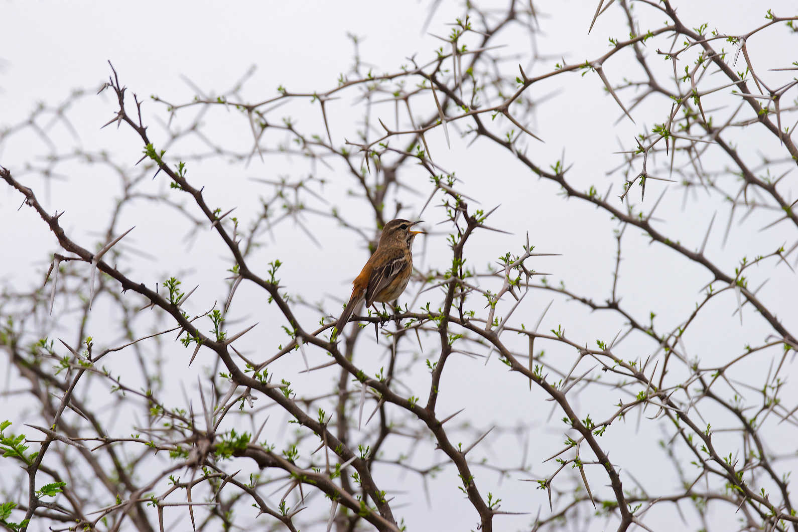 20161113 123555 Weissbrauenheckensänger (1)